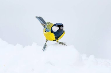 Sevimli kuş. Beyaz kış arka planı. Kuş: Büyük Tit. Parus majör.