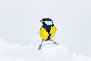 Sevimli kuş. Beyaz kış arka planı. Kuş: Büyük Tit. Parus majör.