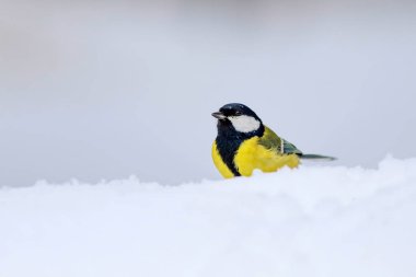 Sevimli kuş. Beyaz kış arka planı. Kuş: Büyük Tit. Parus majör.