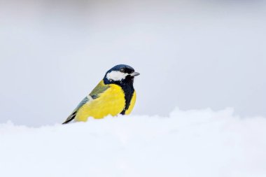 Sevimli kuş. Beyaz kış arka planı. Kuş: Büyük Tit. Parus majör.
