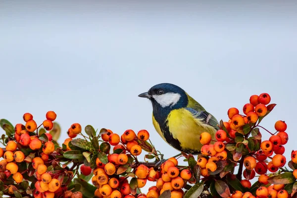 Lindo Pájaro Fondo Blanco Invierno Pájaro Gran Teta Parus Major —  Fotos de Stock