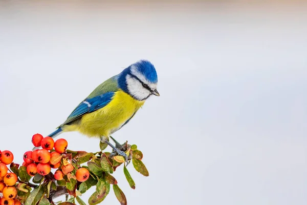 Ładny Ptak Zima Białe Tło Śniegu Ptak Eurasian Blue Tit — Zdjęcie stockowe