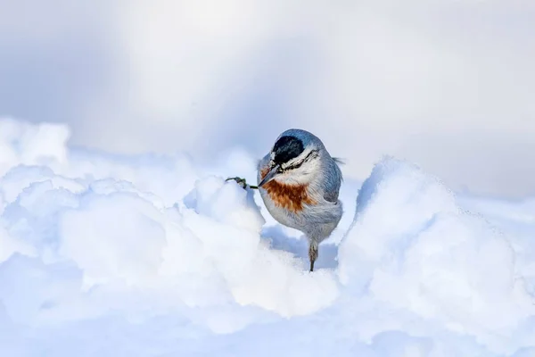 Roztomilá Ptáčku Bílý Sníh Pozadí Pták Krpers Nuthatch Sitta Krueperi — Stock fotografie