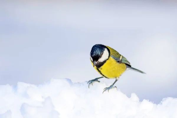 Cute Bird White Winter Background Bird Great Tit Parus Major — Stock Photo, Image