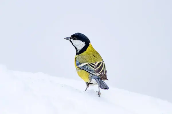 Söt Fågel Vit Vinter Bakgrund Fågel Talgoxe Parus Major — Stockfoto