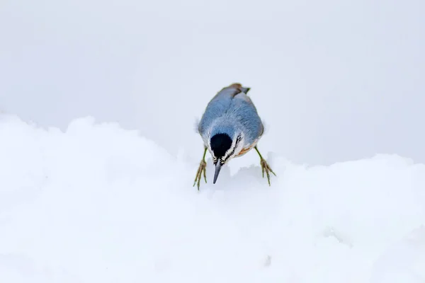 Joli Oiseau Fond Blanc Neige Oiseau Krpers Nuthatch Sitta Krueperi — Photo