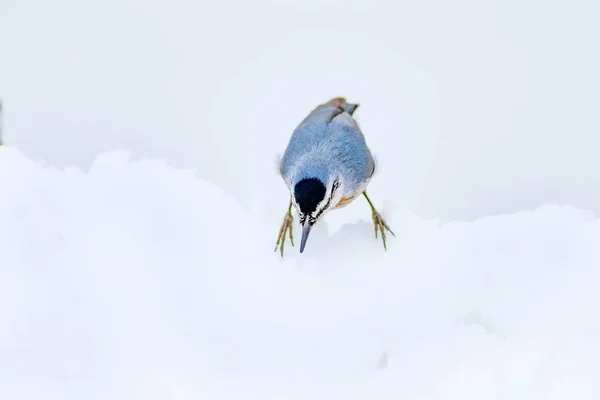 Lindo Pájaro Fondo Nieve Blanca Pájaro Krpers Nuthatch Sitta Krueperi — Foto de Stock