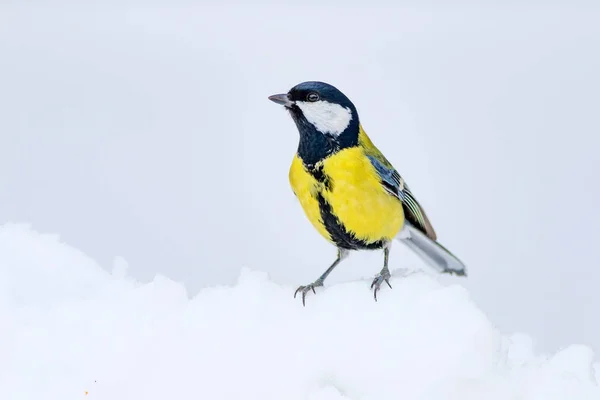 Niedlicher Vogel Weißer Winterhintergrund Vogel Kohlmeise Parus Major — Stockfoto