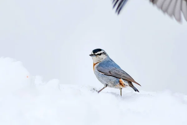 Cute bird. White snow background. Bird: Krpers Nuthatch. Sitta krueperi