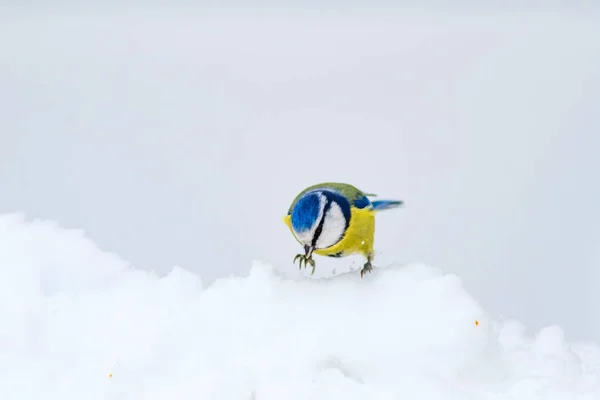 Ładny Ptak Zima Białe Tło Śniegu Ptak Eurasian Blue Tit — Zdjęcie stockowe