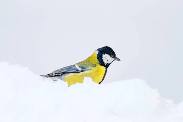 Roztomilá Ptáčku Bílé Zimní Pozadí Velký Kozy Parus Hlavní — Stock fotografie