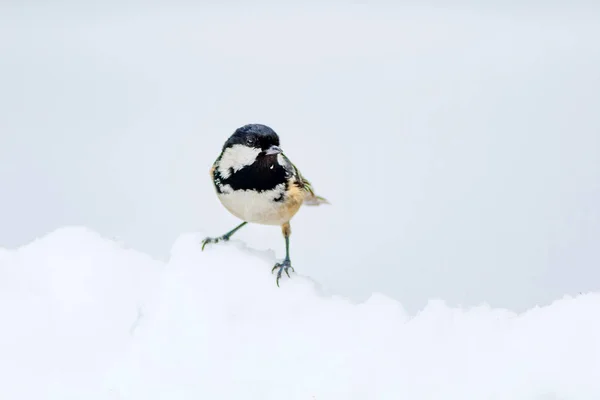 Niedlicher Vogel Weißer Schnee Hintergrund Vogel Kohlmeise Periparus Ater Pflanze — Stockfoto