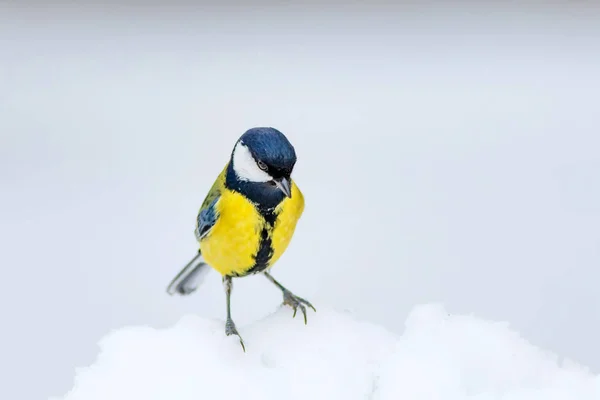 Niedlicher Vogel Weißer Winterhintergrund Vogel Kohlmeise Parus Major — Stockfoto