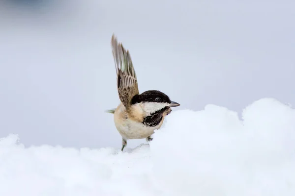 Niedlichen Kleinen Waldvogel Natur Hintergrund Vogel Schwarzmeise Poecile Lugubris — Stockfoto