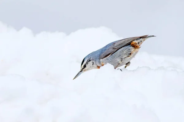 Joli Oiseau Fond Blanc Neige Oiseau Krpers Nuthatch Sitta Krueperi — Photo