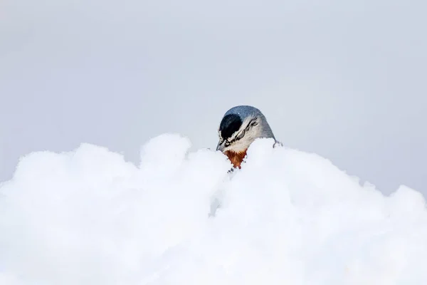 かわいい鳥白い雪の背景 クルパーズ ナハッチッチ シッタ クルエペリ — ストック写真