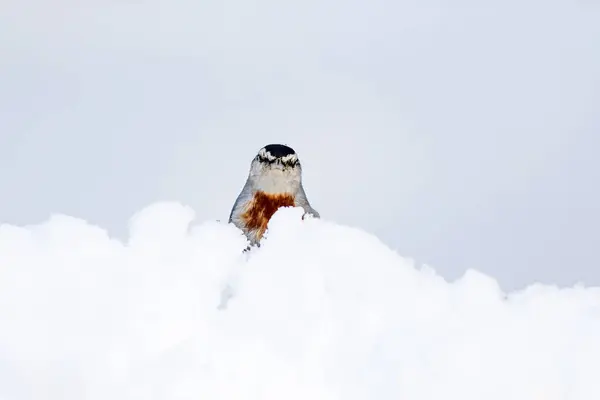 Lindo Pájaro Fondo Nieve Blanca Pájaro Krpers Nuthatch Sitta Krueperi —  Fotos de Stock