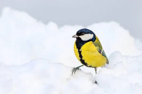 Ładny Ptak Białe Zimowe Tło Ptak Wielki Sikora Parus Major — Zdjęcie stockowe