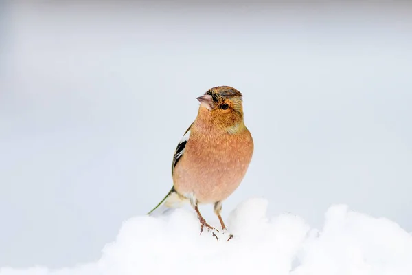 Cute bird and winter. White snow background. Bird: Common Chaffinch. Fringilla coelebs.