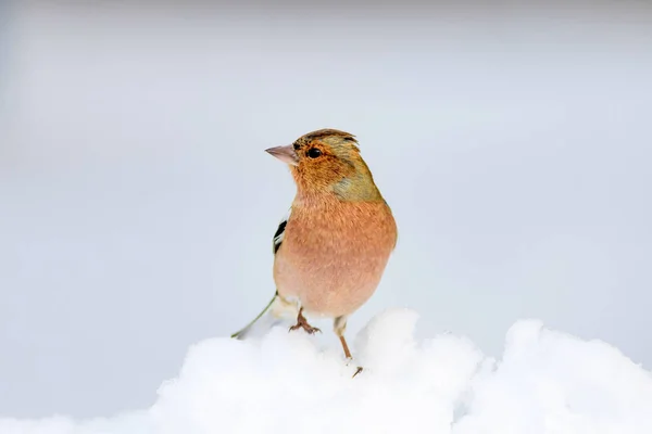 Leuke Vogel Winter Witte Sneeuw Achtergrond Vogel Gemeenschappelijke Chaffinch Fringilla — Stockfoto