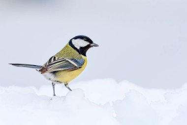 Kış ve şirin litte kuş. Beyaz kar arka planı. Kuş: büyük baştankara. Parus Major.