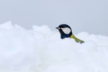 Kış ve şirin litte kuş. Beyaz kar arka planı. Kuş: büyük baştankara. Parus Major.
