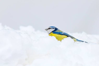 Sevimli kuş ve kış. Beyaz kar arka planı. Kuş: Eurasian mavi baştankara. Cyanistes caeruleus.