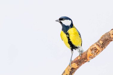 Kış ve şirin litte kuş. Beyaz kar arka planı. Kuş: büyük baştankara. Parus Major.