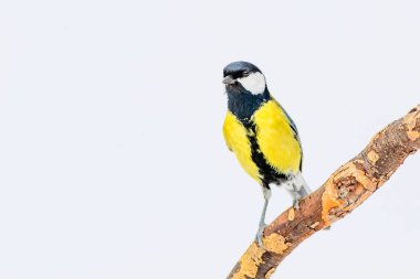 Kış ve şirin litte kuş. Beyaz kar arka planı. Kuş: büyük baştankara. Parus Major.