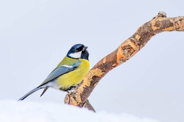 Kış ve şirin litte kuş. Beyaz kar arka planı. Kuş: büyük baştankara. Parus Major.