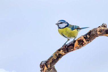 Sevimli kuş ve kış. Beyaz kar arka planı. Kuş: Eurasian mavi baştankara. Cyanistes caeruleus.