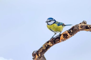 Sevimli kuş ve kış. Beyaz kar arka planı. Kuş: Eurasian mavi baştankara. Cyanistes caeruleus.