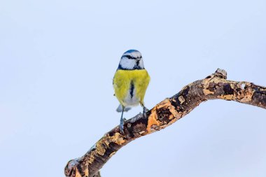 Sevimli kuş ve kış. Beyaz kar arka planı. Kuş: Eurasian mavi baştankara. Cyanistes caeruleus.