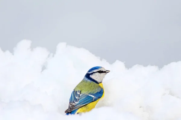 Lindo Pájaro Invierno Fondo Nieve Blanca Bird Eurasian Blue Tit —  Fotos de Stock