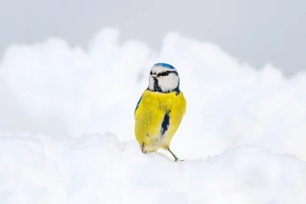 Roztomilý Pták Zima Bílý Sníh Pozadí Pták Eurasijská Modř Cyanistes — Stock fotografie
