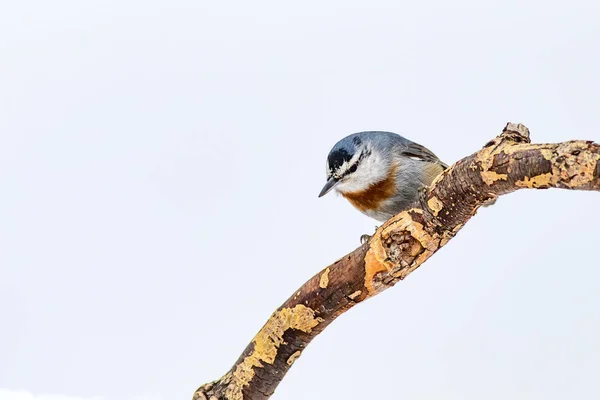 Cute bird. White snow background. Bird: Krpers Nuthatch. Sitta krueperi