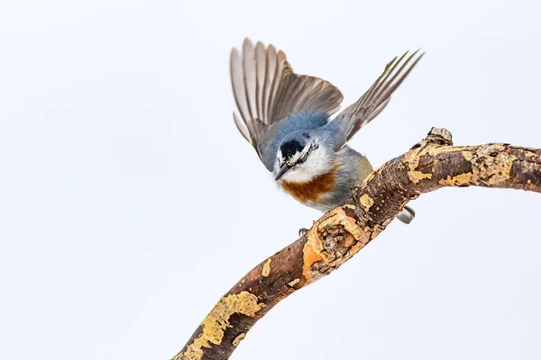 Cute bird. White snow background. Bird: Krpers Nuthatch. Sitta krueperi