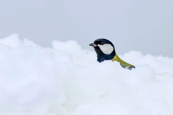 Hiver Mignon Oiseau Litte Fond Blanc Neige Oiseau Grand Méchant — Photo