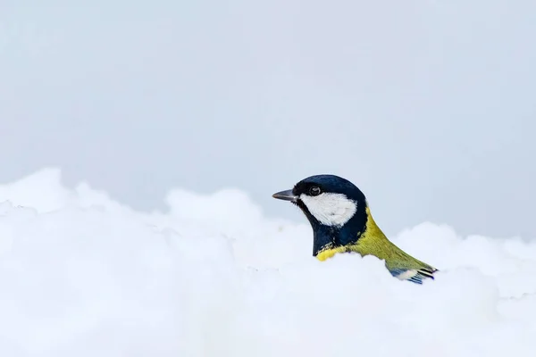 冬とかわいいライトの鳥 白い雪の背景 グレートティット パルスメジャー — ストック写真