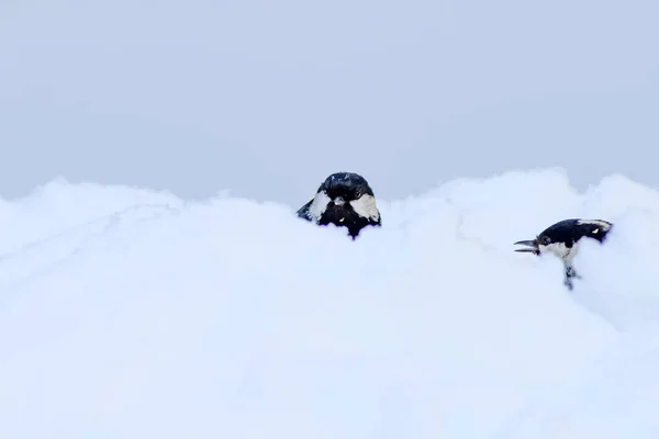 可爱的鸟 白雪背景 佩里帕鲁斯 皮拉坎塔仙人掌猩红火角 — 图库照片