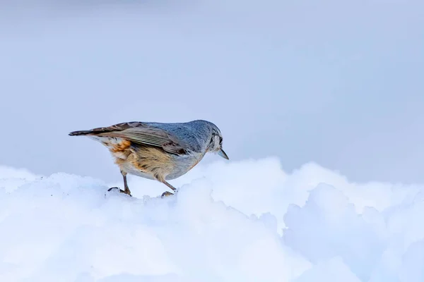 Cute bird. White snow background. Bird: Krpers Nuthatch. Sitta krueperi