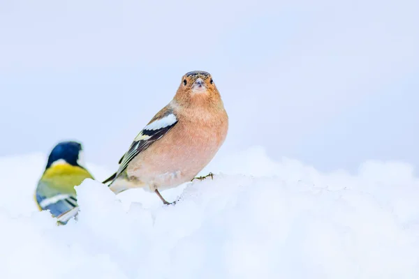 Cute bird and winter. White snow background. Bird: Common Chaffinch. Fringilla coelebs.