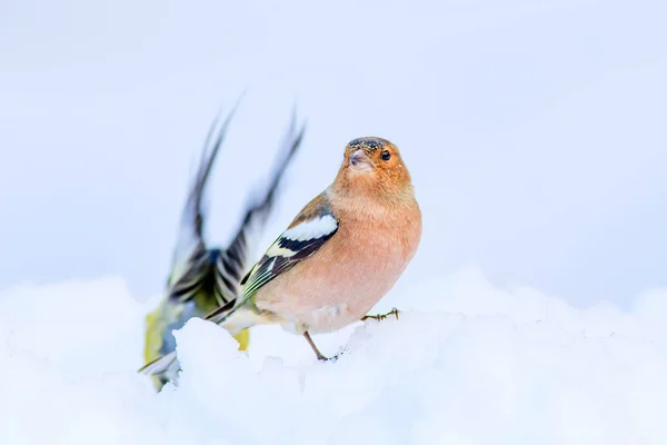 Cute bird and winter. White snow background. Bird: Common Chaffinch. Fringilla coelebs.