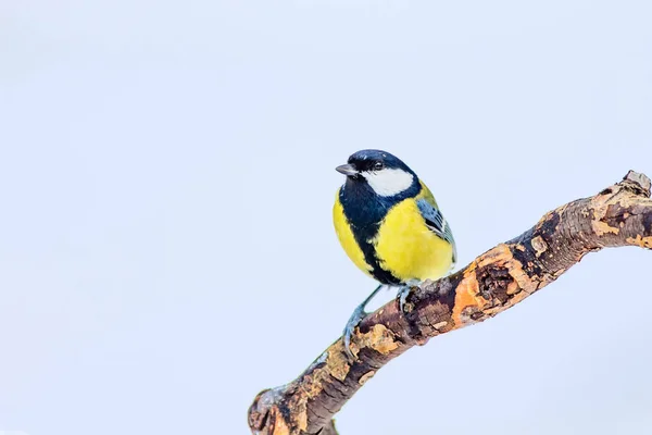 Inverno Simpatico Uccellino Sfondo Bianco Neve Bird Great Tit Parus — Foto Stock