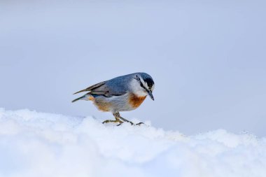 Kış Doğa ve kuş. Kar üzerinde kuş. Beyaz kış kar arka plan. Sıvacı kuşu.