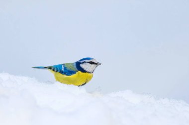 Sevimli kuş ve kış. Beyaz kar arka planı. Kuş: Eurasian mavi baştankara. Cyanistes caeruleus.