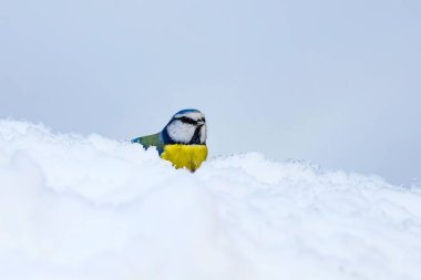 Sevimli kuş ve kış. Beyaz kar arka planı. Kuş: Eurasian mavi baştankara. Cyanistes caeruleus.