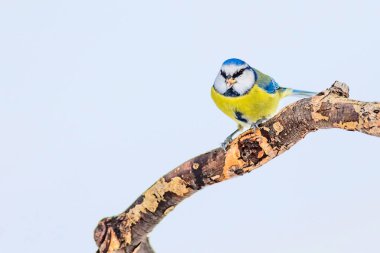 Sevimli kuş ve kış. Beyaz kar arka planı. Kuş: Eurasian mavi baştankara. Cyanistes caeruleus.