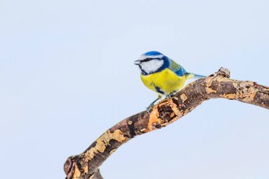 Sevimli kuş ve kış. Beyaz kar arka planı. Kuş: Eurasian mavi baştankara. Cyanistes caeruleus.