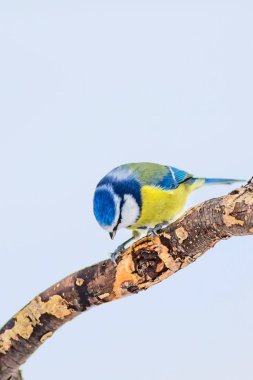 Sevimli kuş ve kış. Beyaz kar arka planı. Kuş: Eurasian mavi baştankara. Cyanistes caeruleus.